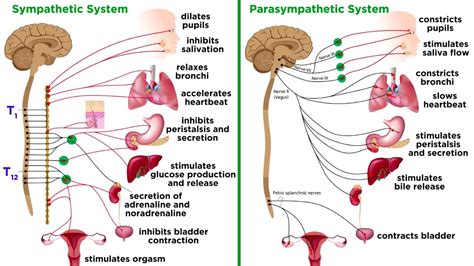 The Autonomic Nervous System Sympathetic And Parasympathetic Divisions