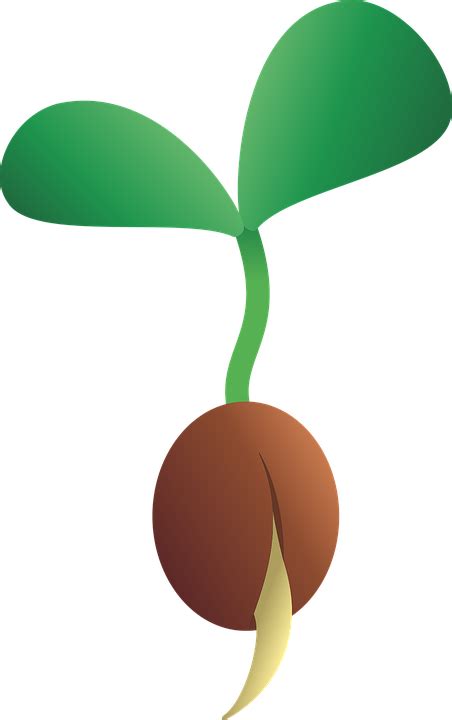 Png Of A Seed Transparent Of A Seedpng Images Pluspng