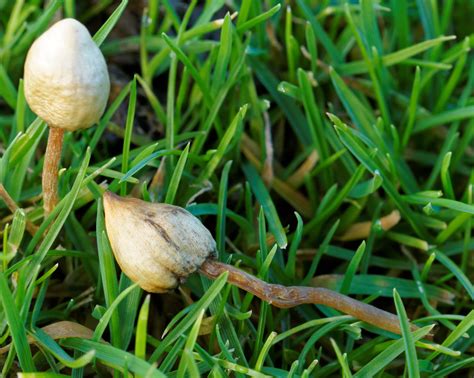 Psilocybe Semilanceata The Ultimate Mushroom Guide