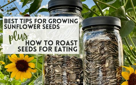 How To Grow Harvest And Roast Edible Sunflower Seeds Growing In The