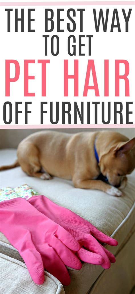 Such appliance has powerful suction and turbine tool to clean the fur from sofa, carpet, and clothes. The Best Way To Get Pet Hair Off Furniture in 2020 ...