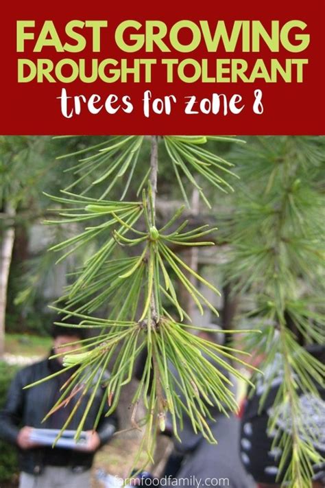4 Best Fast Growing Drought Tolerant Trees For Zone 8