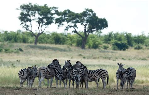 Why You Should Go On A Kruger Park Safari Secret Africa