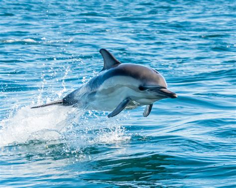 Five Fun Facts About Dolphins National Marine Sanctuary Foundation