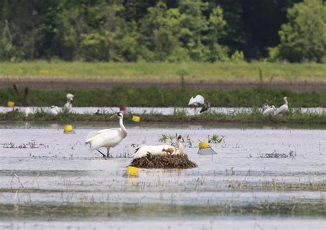 Louisiana Man Gets Probation In Whooping Crane Death Ap News