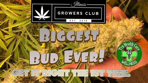 The Biggest Bud I Ever Grew Illinois Growers Club YouTube
