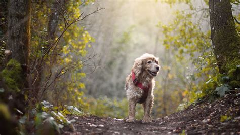 Animals Dog Forest Wallpapers Hd Desktop And Mobile