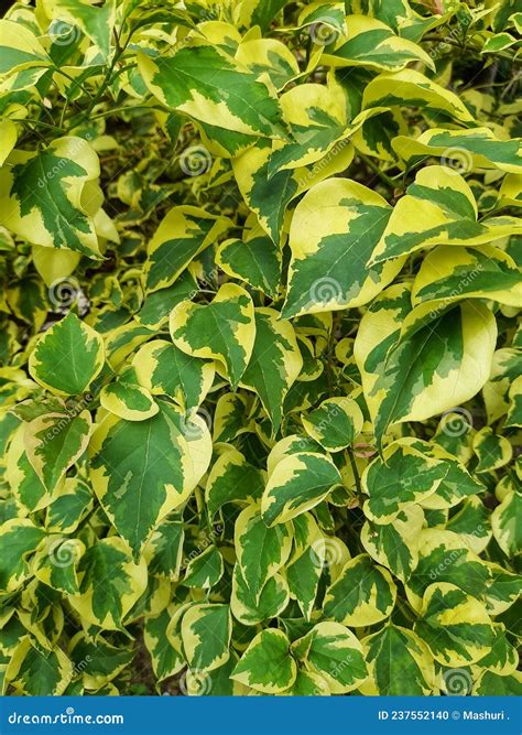 Close Up On Variegated Bougainvillea Leaves Nature Background Stock