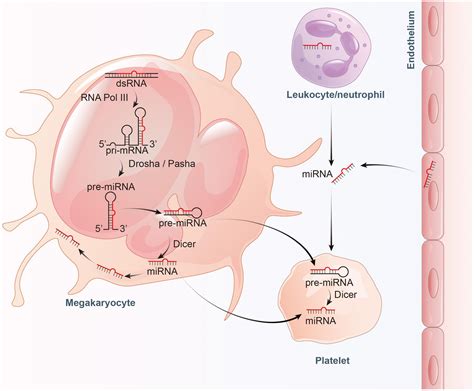 Frontiers Insights Into Platelet Derived Micrornas In Cardiovascular