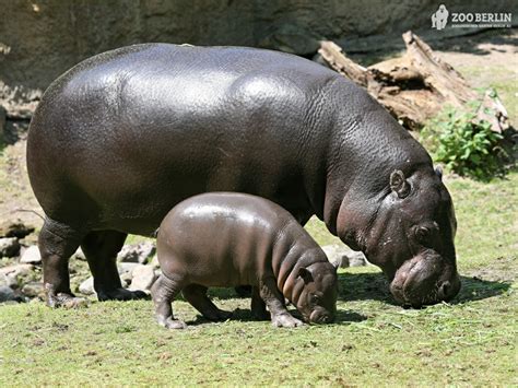 Baby Grass Hippo Baby And Mom Animals Other Hd Desktop