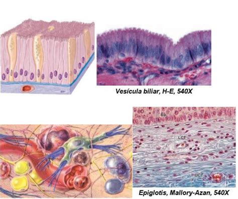 Resumen Tejido Epitelial Y Glandular Histología Biología Celular