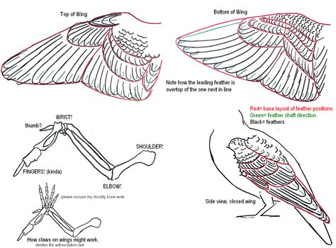 Wing Anatomy Bird Drawings Bird Wings