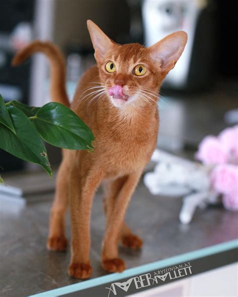 Abyssinian Cat Coat Colors Dogs And Cats Wallpaper