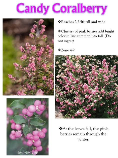 Fall Shrubs Of Interest Candy Coralberry — Dandd Excavating And