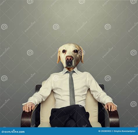 Business Dog Sitting On The Chair Stock Image Image Of Armchair