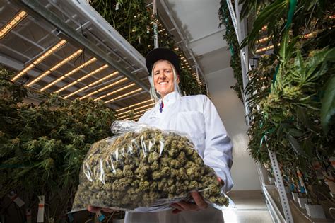 What Are Some Of The Highest Paying Occupations Of The Cannabis Industry
