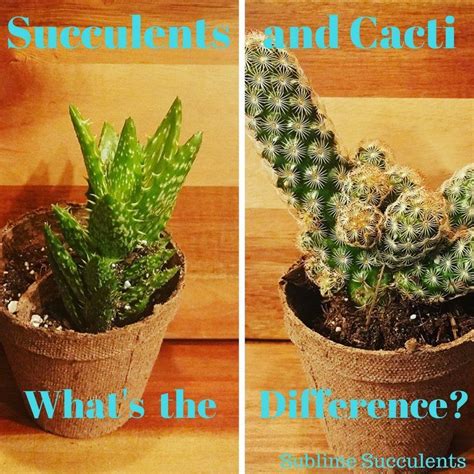 Succulent and cactus soil mix by superfly bonsai. What's the Difference Between Cacti and Succulents ...