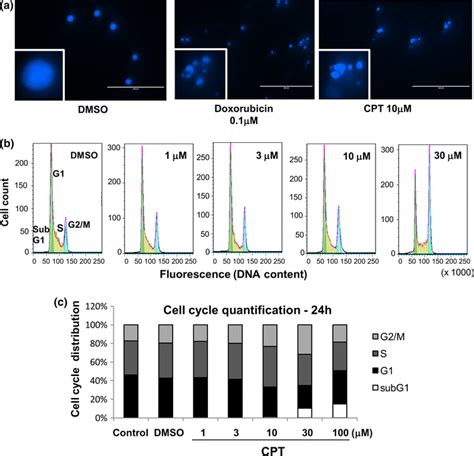 cpt induces apoptosis in ccrf cem cells a dapi stained ccrf cem cells download scientific