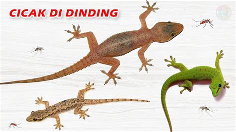 Maybe you would like to learn more about one of these? Cicak Cicak Di Dinding - Berbagi Informasi