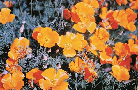 You could also sow them in the fall before the ground freezes. Shop California Poppy and other Seeds at Harvesting History