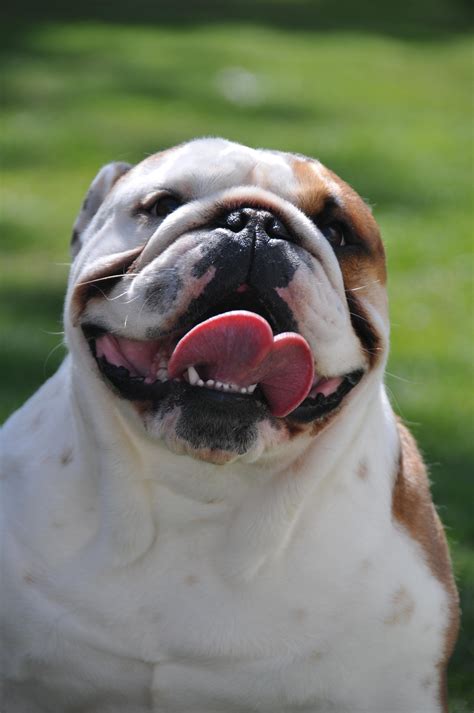 My English Bulldog Happy Smile! : Bulldogs