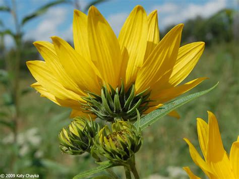 Helianthus Grosseserratus Sawtooth Sunflower Minnesota Wildflowers