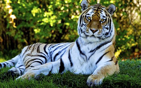 Download Wallpaper For 1680x1050 Resolution Tiger Animals