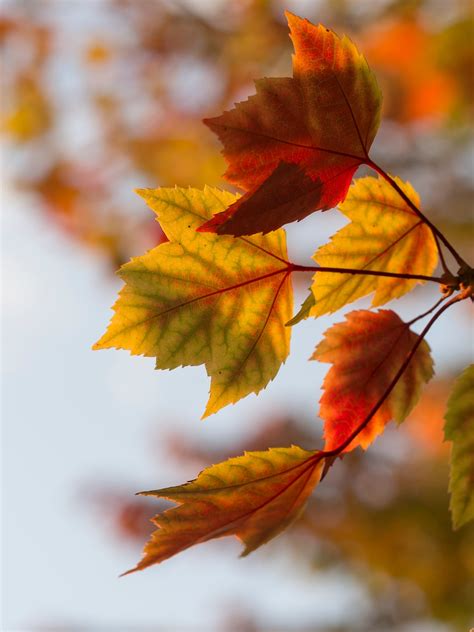 Autumn Leaves Pictures Download Free Images On Unsplash