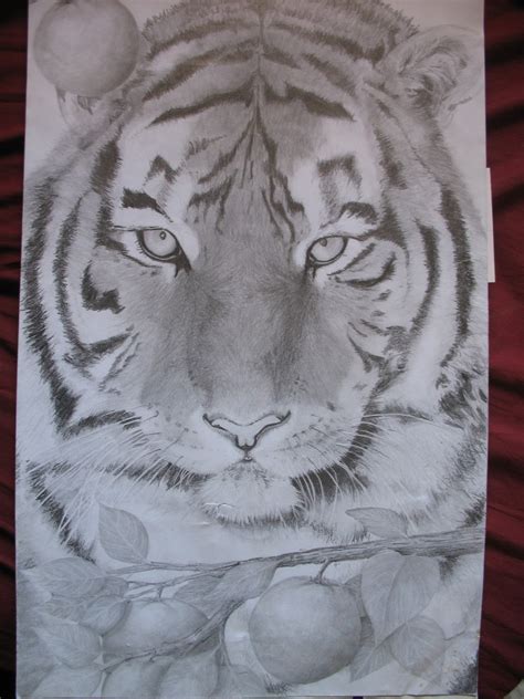 Art By Katie Nielsen Pencil Drawing Tiger