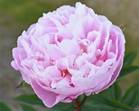 The Lady Alexandra Duff Peony | Adelman Peony Gardens