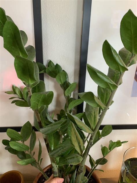 Why Are The Leaves Of My Zz Plant Curling Causes And Solutions