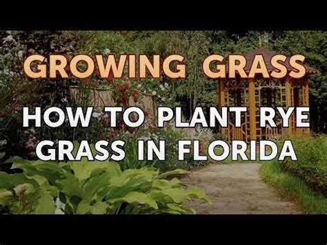 In addition, it's important to match your grass seed to your climate and growing conditions. How to Plant Rye Grass in Florida - YouTube