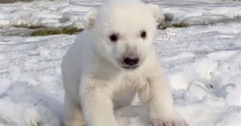 Polar Bear Cub At Toronto Zoo Has First Experience With Snow Snow