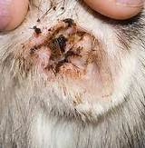 Photos of Home Remedies Ear Mites Cats