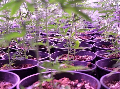 Check spelling or type a new query. Spider Mites on Buds at Time of Harvest - What to Do ...