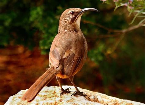 10 Captivating Brown Coloured Birds ~ California Thrasher Birds