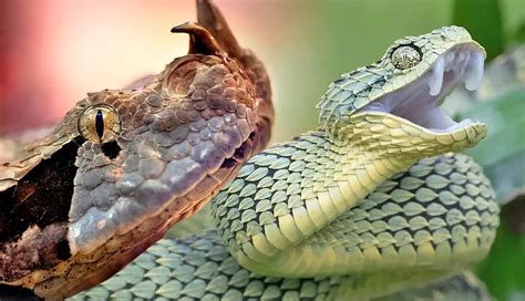 Interesting Facts About Africas Deadliest Vipers