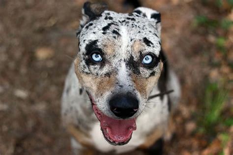 We did not find results for: 7 Things That Only Catahoula People Understand | The Dog ...