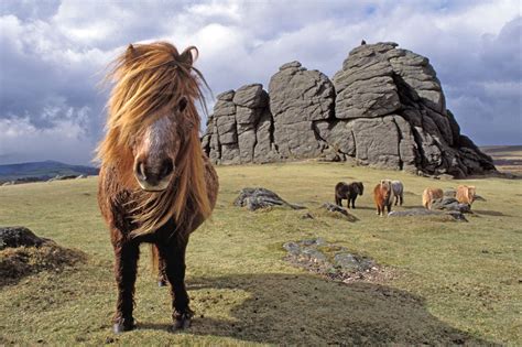 equine charity  launch petition  dartmoor hill pony associations horsemeat plan