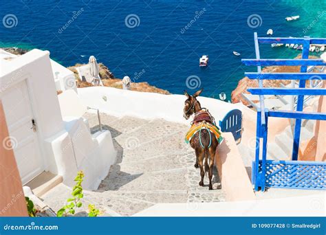 Donkey On Stairs Santorini Island Greece Stock Photo Image Of