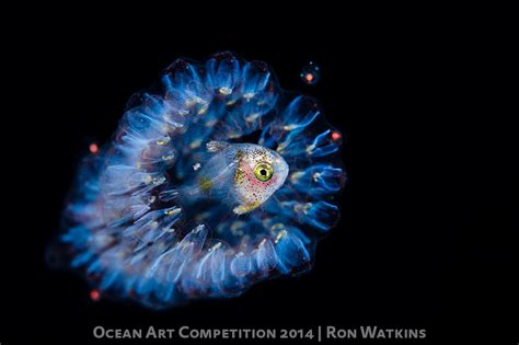 1st Place Macro Underwater Photography Guide