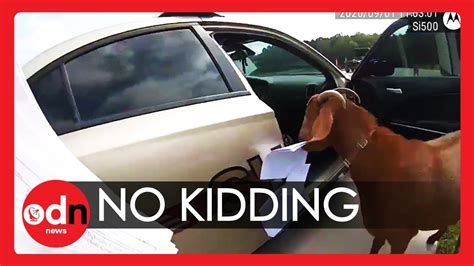 Hilarious Goat Takes Over Police Car Eats Paperwork And Headbutts