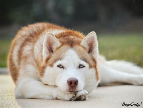 Ginger Is A Beautiful Husky And I Just Thought A Great Picture Could