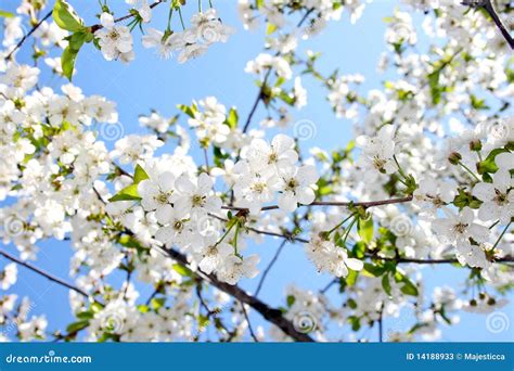 Beautiful Cherry Blossom Against Blue Sky Stock Image Image Of Beauty