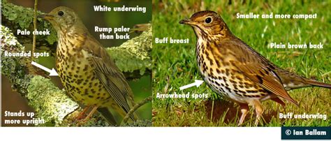 Winter Birding With Birds Of Poole Harbour Thrushes Birds Of Poole