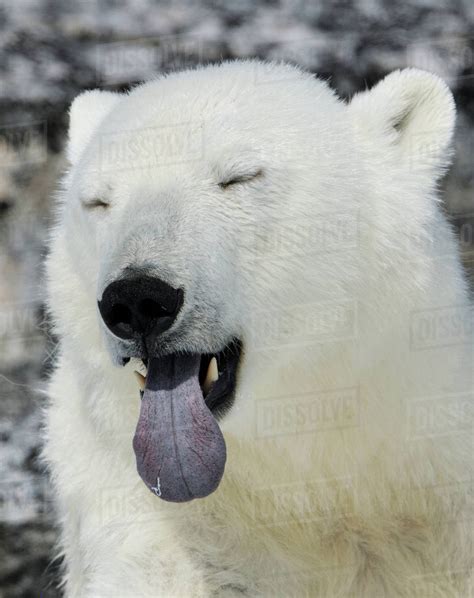 Polar Bear Ursus Maritimus Head Portrait With Blue Tongue Out