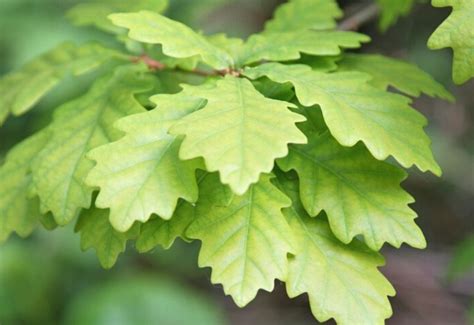 19 Different Types Of Oak Trees With Photos For Identification