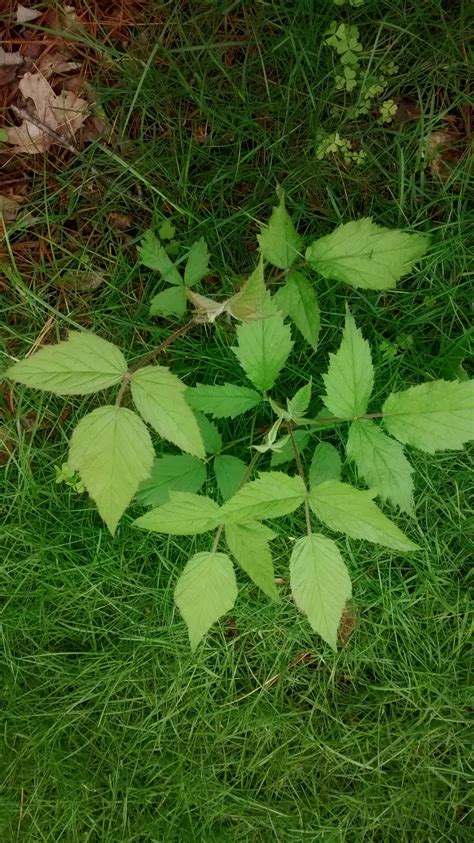 Identification Which Of These If Any Are Poison Ivy Gardening