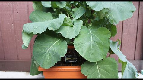 Growing Broccoli In Containers Fall Balcony Garden Youtube