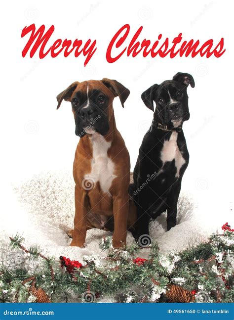 Christmas Boxer Dogs Stock Photo Image Of Ground Berries 49561650
